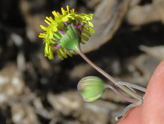 Crassothonna protecta