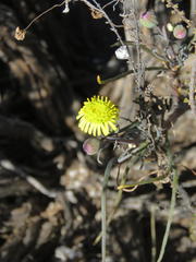 Crassothonna protecta