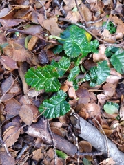 Rubus geoides