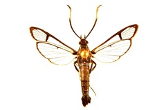 Synanthedon fatifera