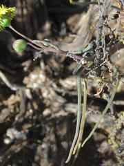 Crassothonna protecta