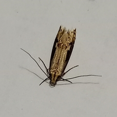 Crypsitricha generosa