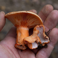 Hypomyces lateritius