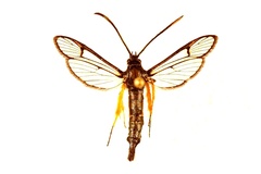 Synanthedon fulvipes