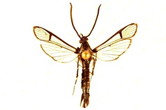 Synanthedon pictipes