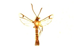 Synanthedon rhododendri