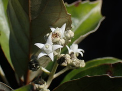 Argophyllum nitidum