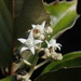 Argophyllum nitidum - Photo (c) Shankar Meyer, algunos derechos reservados (CC BY-NC), subido por Shankar Meyer