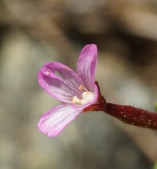 Epilobium minutum