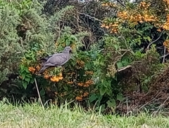 Columba palumbus