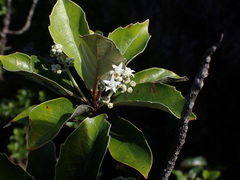 Argophyllum nitidum