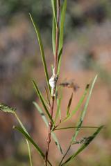 Acacia viscidula