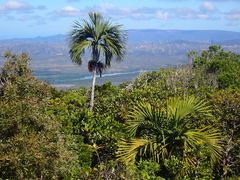 Chambeyronia magnifica