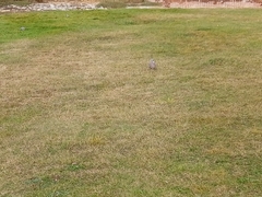Columba palumbus