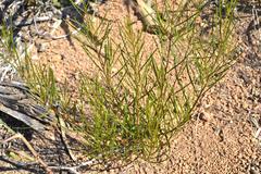 Acacia viscidula