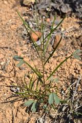 Acacia viscidula