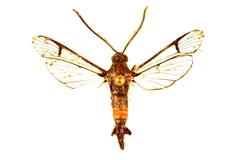 Synanthedon rubrofascia