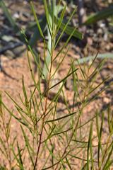 Acacia viscidula