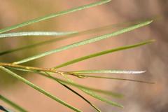 Acacia viscidula