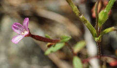 Epilobium minutum