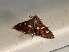Desmia subdivisalis