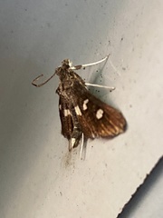 Desmia subdivisalis