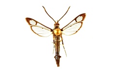 Synanthedon viburni