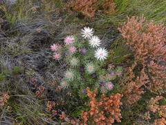 Leucadendron radiatum