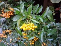 Pyracantha