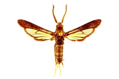 Vitacea polistiformis