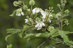 Acaciella