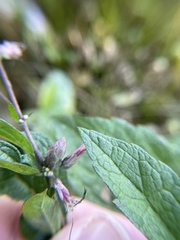 Anthodiplosis eutrochii