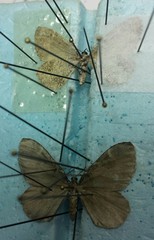 Stamnodes gibbicostata