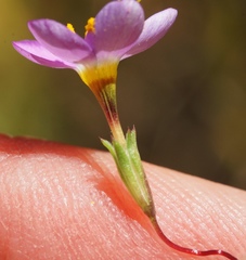 Leptosiphon ambiguus