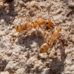 Camponotus mystaceus