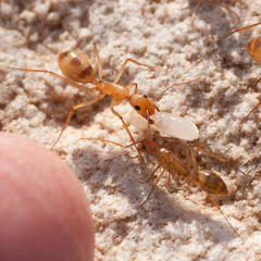 Camponotus mystaceus