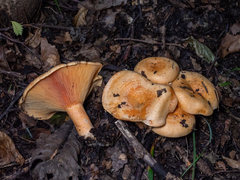 Lactarius salmonicolor