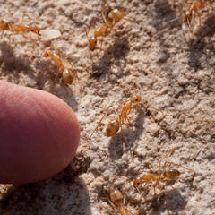 Camponotus mystaceus