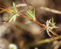 Leptosiphon ambiguus