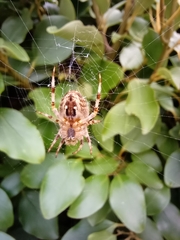 Araneus diadematus