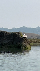 Pelecanidae