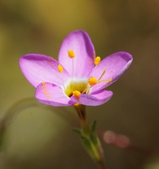 Leptosiphon ambiguus