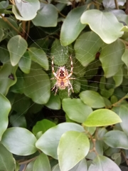 Araneus diadematus