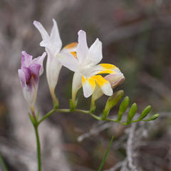 Freesia fucata