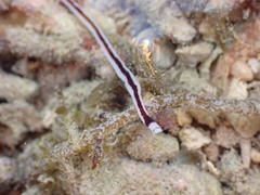 Baseodiscus hemprichii