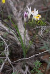 Freesia fucata