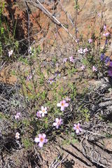 Chaenostoma glabratum