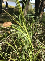 Carex typhina