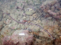 Baseodiscus hemprichii