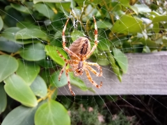 Araneus diadematus